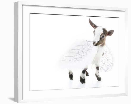 Goats 003-Andrea Mascitti-Framed Photographic Print