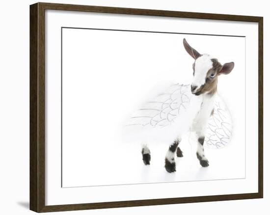 Goats 003-Andrea Mascitti-Framed Photographic Print