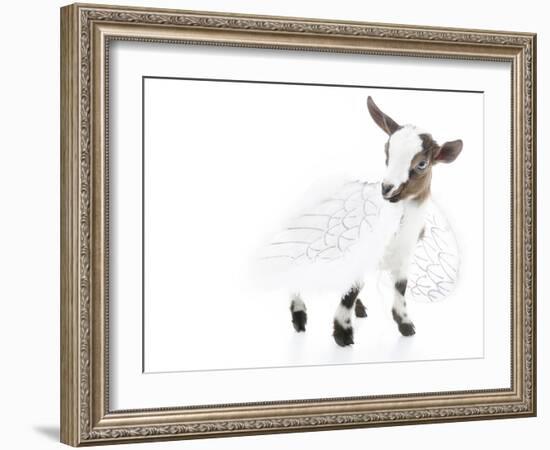 Goats 003-Andrea Mascitti-Framed Photographic Print