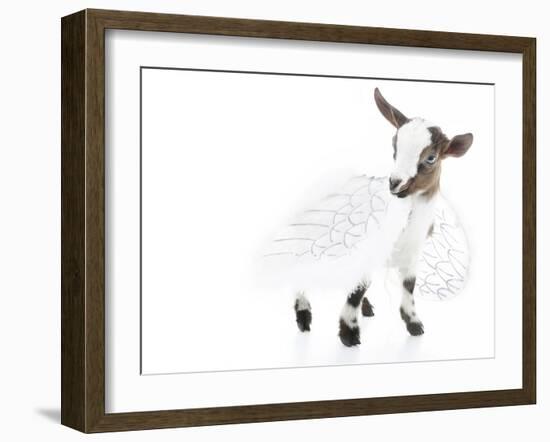 Goats 003-Andrea Mascitti-Framed Photographic Print