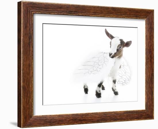 Goats 003-Andrea Mascitti-Framed Photographic Print