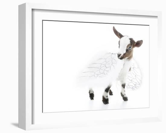 Goats 003-Andrea Mascitti-Framed Photographic Print