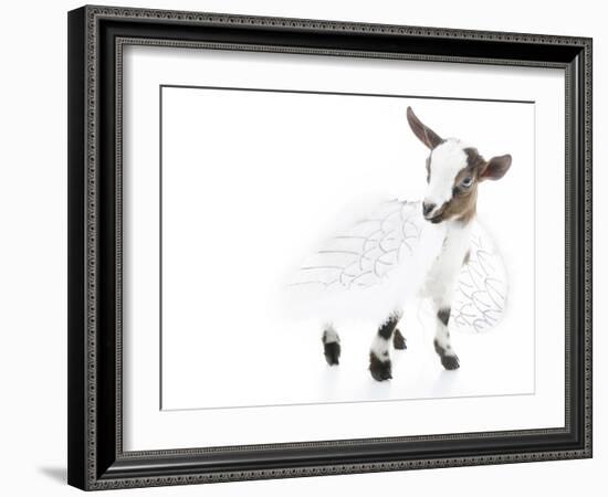 Goats 003-Andrea Mascitti-Framed Photographic Print