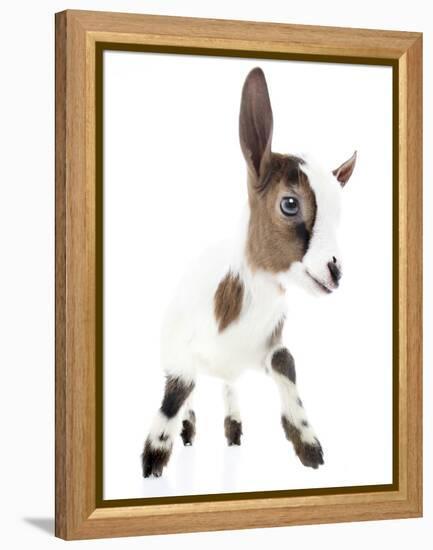 Goats 004-Andrea Mascitti-Framed Premier Image Canvas