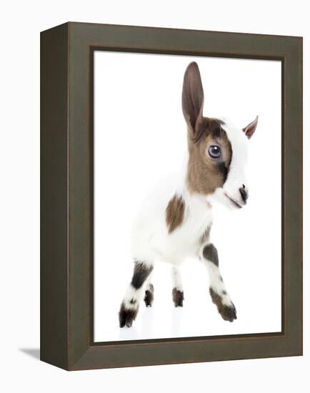 Goats 004-Andrea Mascitti-Framed Premier Image Canvas