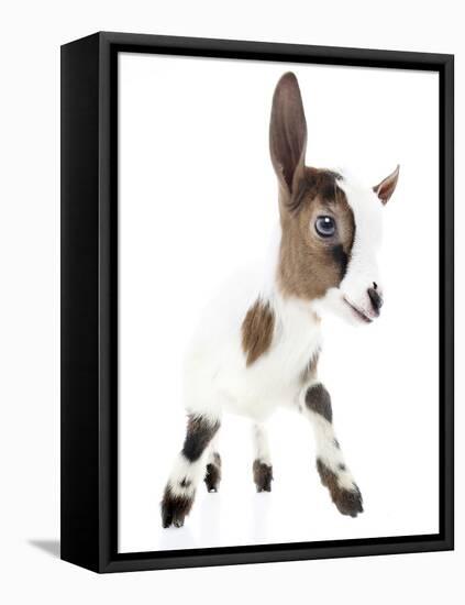 Goats 004-Andrea Mascitti-Framed Premier Image Canvas