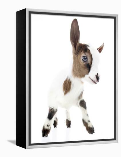 Goats 004-Andrea Mascitti-Framed Premier Image Canvas