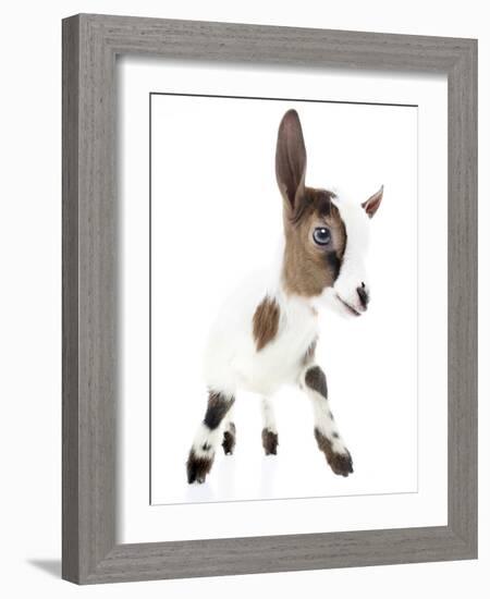 Goats 004-Andrea Mascitti-Framed Photographic Print