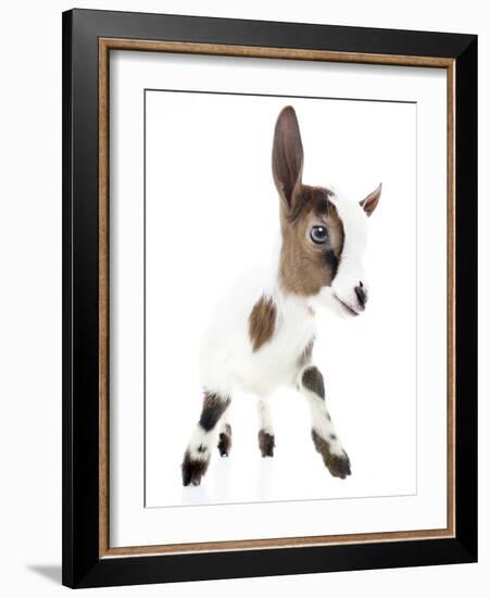 Goats 004-Andrea Mascitti-Framed Photographic Print