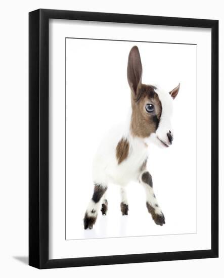 Goats 004-Andrea Mascitti-Framed Photographic Print