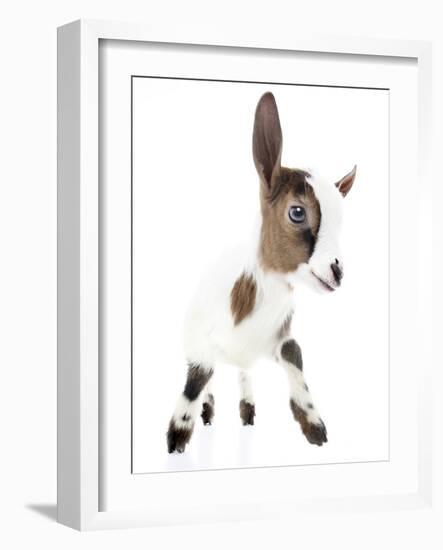 Goats 004-Andrea Mascitti-Framed Photographic Print