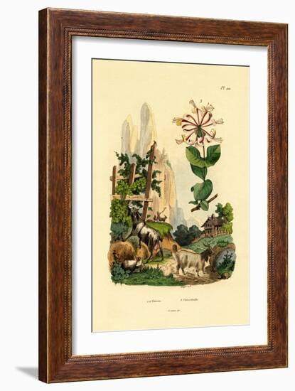 Goats, 1833-39-null-Framed Giclee Print