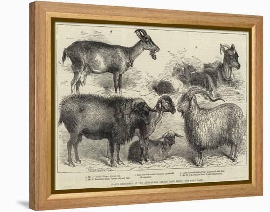Goats Exhibited at the Alexandra Palace Goat Show-null-Framed Premier Image Canvas
