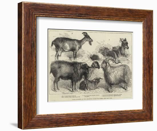 Goats Exhibited at the Alexandra Palace Goat Show-null-Framed Premium Giclee Print