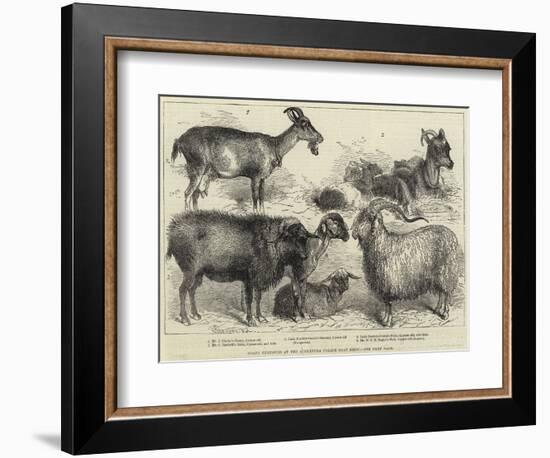 Goats Exhibited at the Alexandra Palace Goat Show-null-Framed Premium Giclee Print