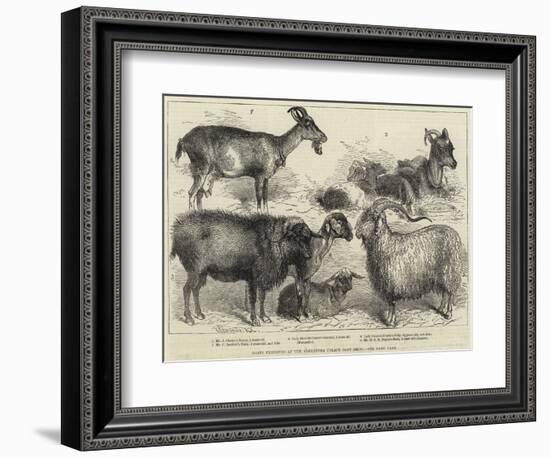 Goats Exhibited at the Alexandra Palace Goat Show-null-Framed Premium Giclee Print