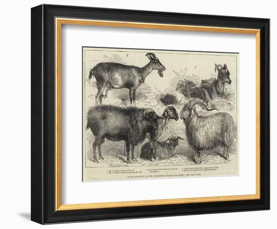 Goats Exhibited at the Alexandra Palace Goat Show-null-Framed Premium Giclee Print