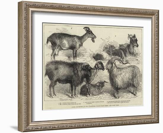 Goats Exhibited at the Alexandra Palace Goat Show-null-Framed Giclee Print