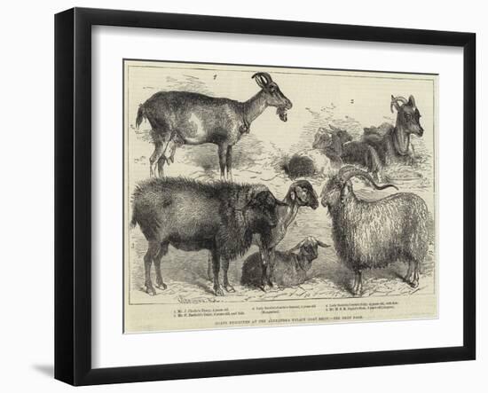 Goats Exhibited at the Alexandra Palace Goat Show-null-Framed Giclee Print