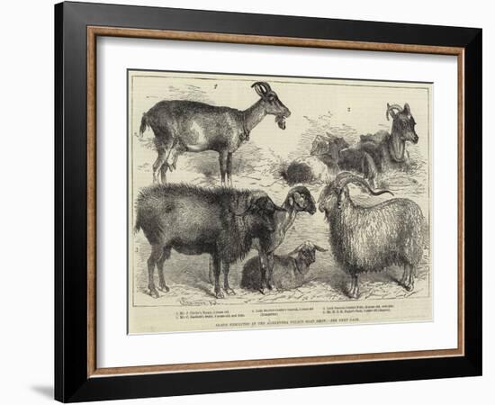 Goats Exhibited at the Alexandra Palace Goat Show-null-Framed Giclee Print