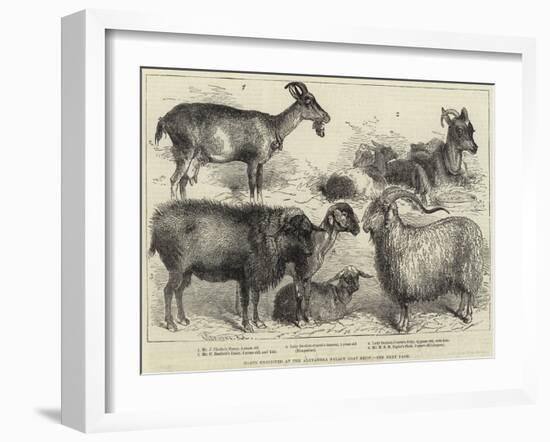 Goats Exhibited at the Alexandra Palace Goat Show-null-Framed Giclee Print