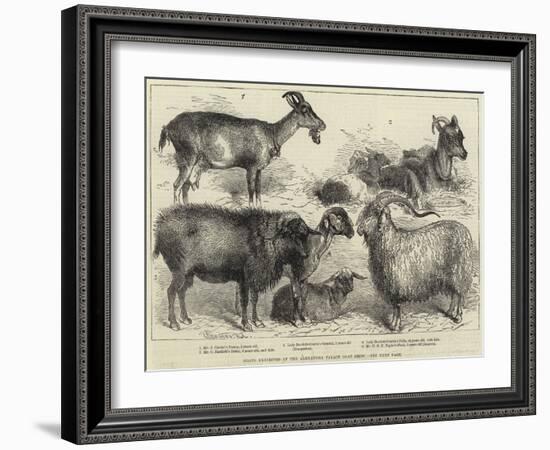 Goats Exhibited at the Alexandra Palace Goat Show-null-Framed Giclee Print