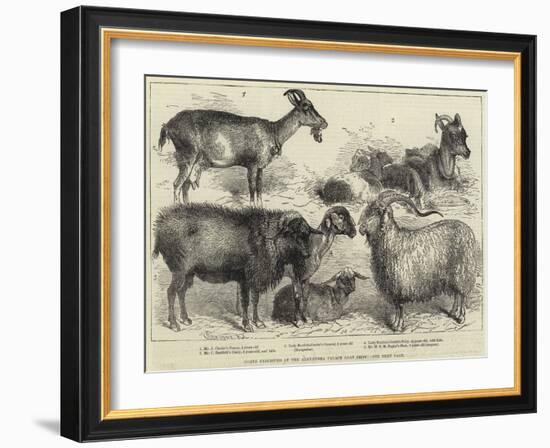 Goats Exhibited at the Alexandra Palace Goat Show-null-Framed Giclee Print