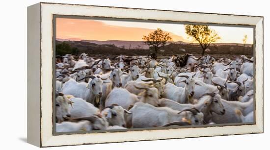 Goats in Andalucia, Spain, Europe-John Alexander-Framed Premier Image Canvas