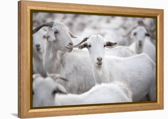 Goats in Andalucia, Spain, Europe-John Alexander-Framed Premier Image Canvas