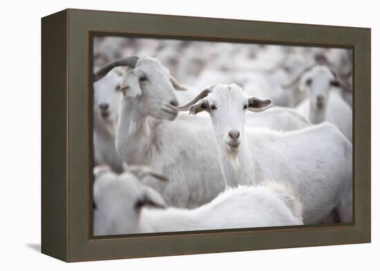 Goats in Andalucia, Spain, Europe-John Alexander-Framed Premier Image Canvas