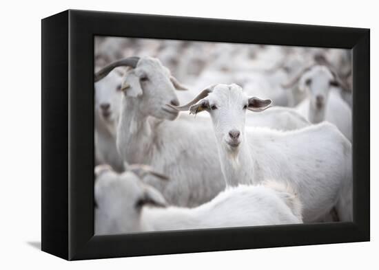 Goats in Andalucia, Spain, Europe-John Alexander-Framed Premier Image Canvas