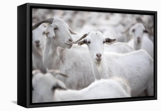 Goats in Andalucia, Spain, Europe-John Alexander-Framed Premier Image Canvas