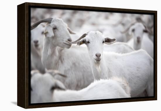 Goats in Andalucia, Spain, Europe-John Alexander-Framed Premier Image Canvas