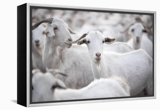 Goats in Andalucia, Spain, Europe-John Alexander-Framed Premier Image Canvas