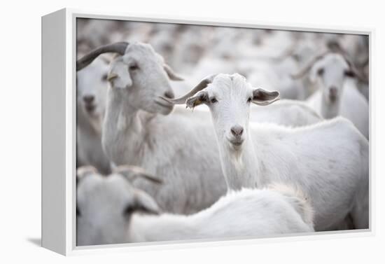 Goats in Andalucia, Spain, Europe-John Alexander-Framed Premier Image Canvas