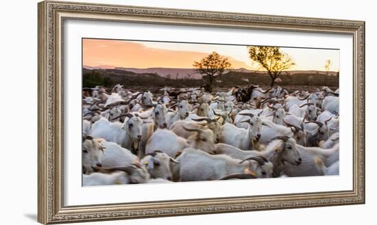 Goats in Andalucia, Spain, Europe-John Alexander-Framed Photographic Print