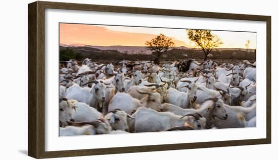 Goats in Andalucia, Spain, Europe-John Alexander-Framed Photographic Print