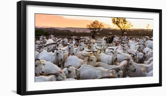 Goats in Andalucia, Spain, Europe-John Alexander-Framed Photographic Print