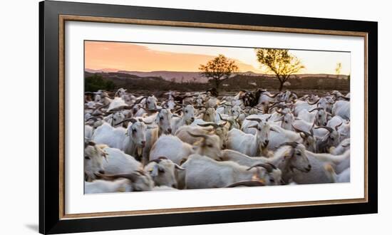 Goats in Andalucia, Spain, Europe-John Alexander-Framed Photographic Print