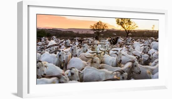 Goats in Andalucia, Spain, Europe-John Alexander-Framed Photographic Print