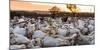Goats in Andalucia, Spain, Europe-John Alexander-Mounted Photographic Print