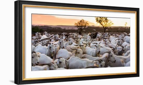 Goats in Andalucia, Spain, Europe-John Alexander-Framed Photographic Print