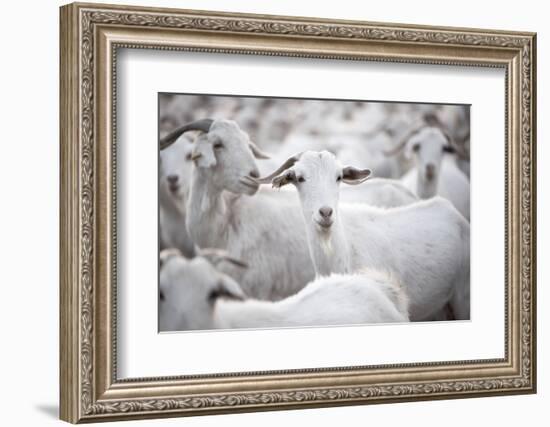 Goats in Andalucia, Spain, Europe-John Alexander-Framed Photographic Print