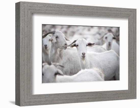 Goats in Andalucia, Spain, Europe-John Alexander-Framed Photographic Print