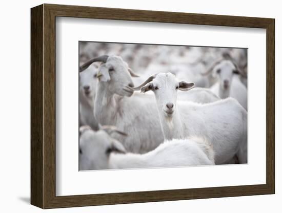 Goats in Andalucia, Spain, Europe-John Alexander-Framed Photographic Print