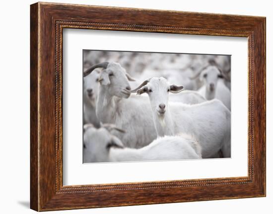 Goats in Andalucia, Spain, Europe-John Alexander-Framed Photographic Print