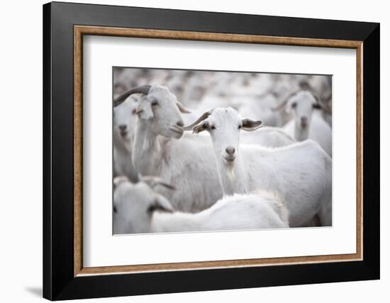 Goats in Andalucia, Spain, Europe-John Alexander-Framed Photographic Print