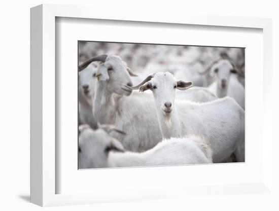 Goats in Andalucia, Spain, Europe-John Alexander-Framed Photographic Print