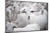 Goats in Andalucia, Spain, Europe-John Alexander-Mounted Photographic Print