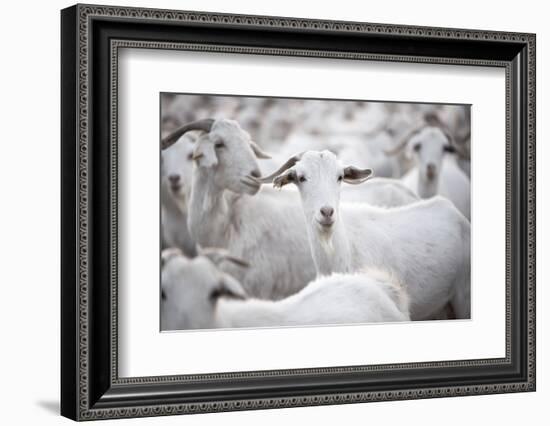 Goats in Andalucia, Spain, Europe-John Alexander-Framed Photographic Print